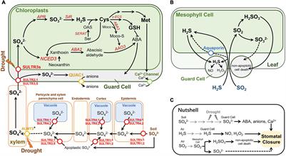 Sulfur Compounds in Regulation of Stomatal Movement